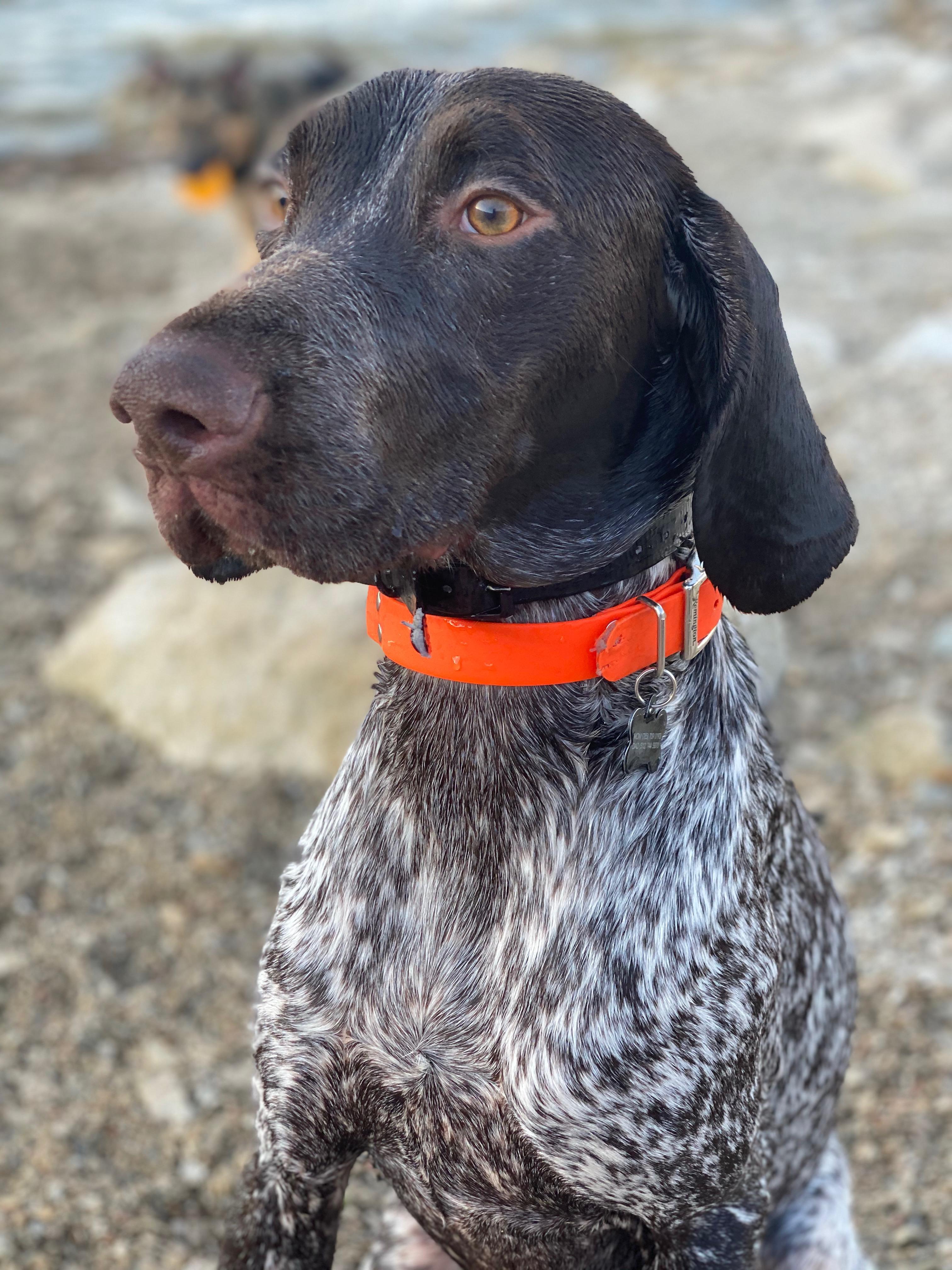 Boon, ADOPTABLE, Adult Male German Shorthaired Pointer.