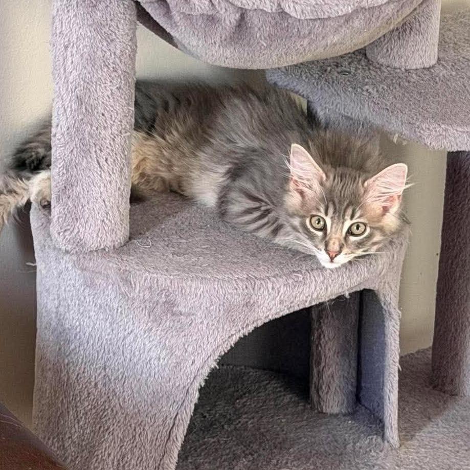 Falkor, Adoptable, Kitten Male Domestic Medium Hair.