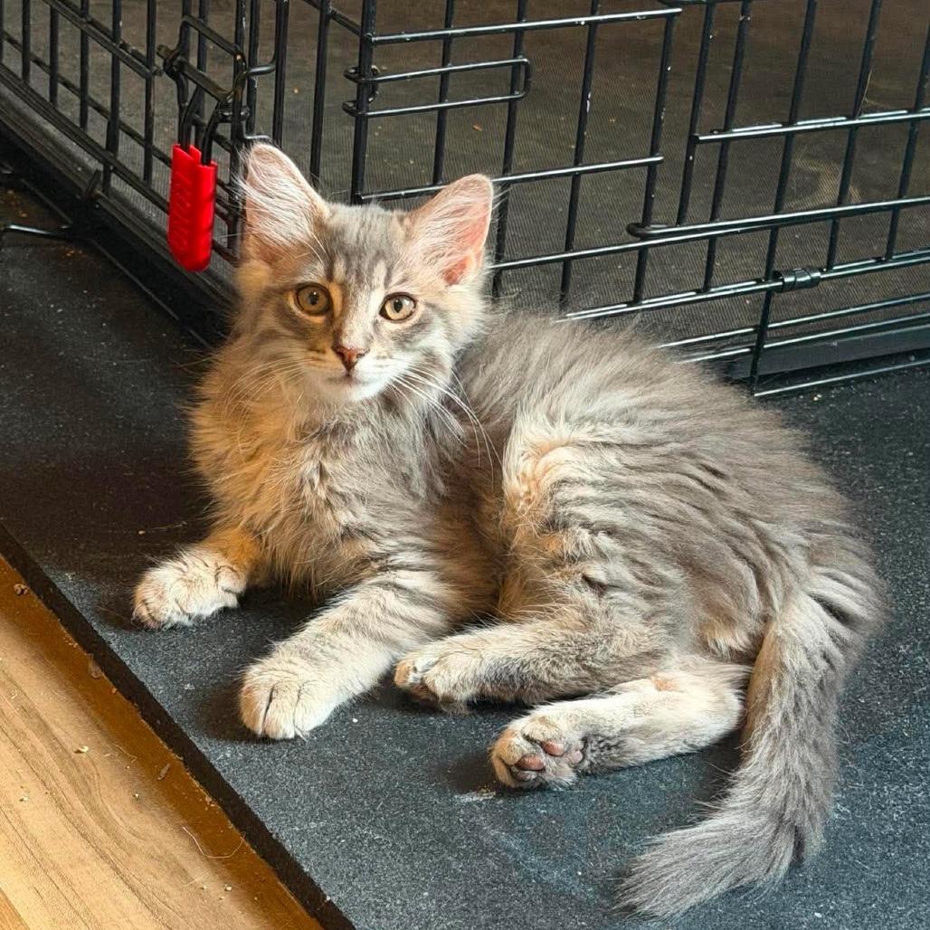 Enlarge Falkor, a Adoptable Domestic Medium Hair in Jarrettsville, MD image 2/5