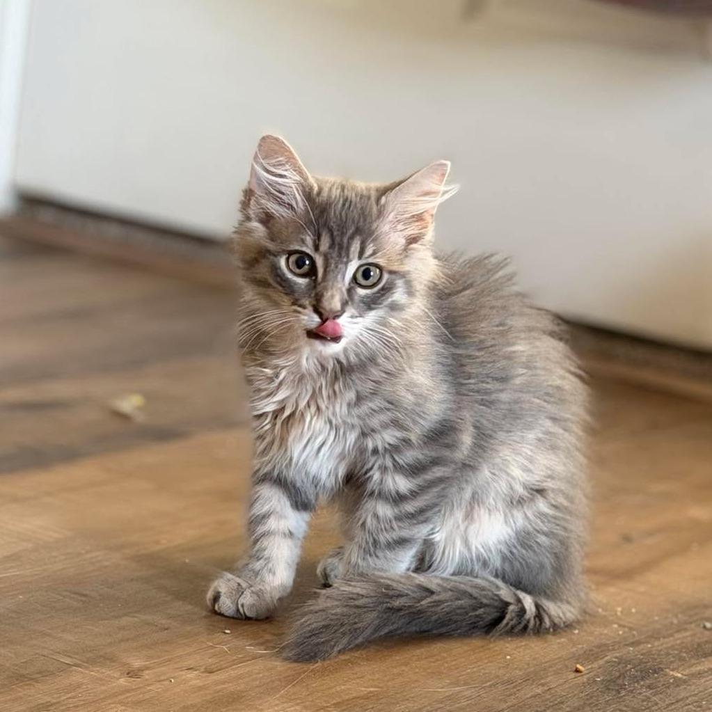 Enlarge Falkor, a Adoptable Domestic Medium Hair in Jarrettsville, MD image 3/5