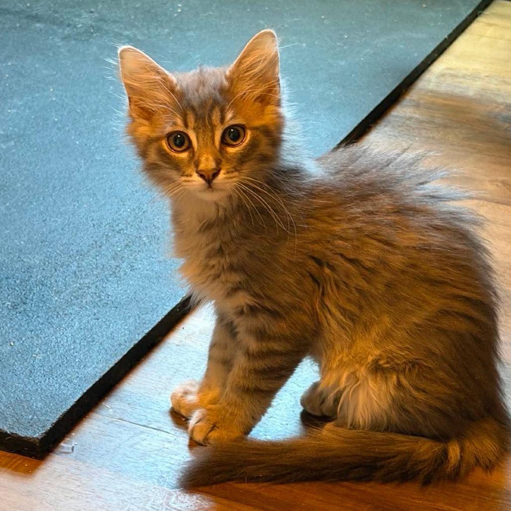 Enlarge Falkor, a Adoptable Domestic Medium Hair in Jarrettsville, MD image 4/5