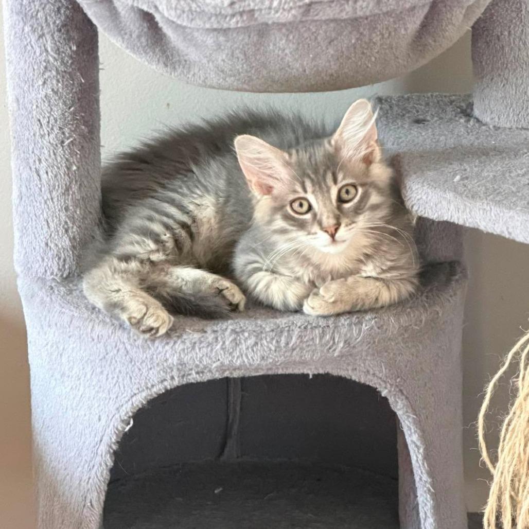 Enlarge Falkor, a Adoptable Domestic Medium Hair in Jarrettsville, MD image 5/5