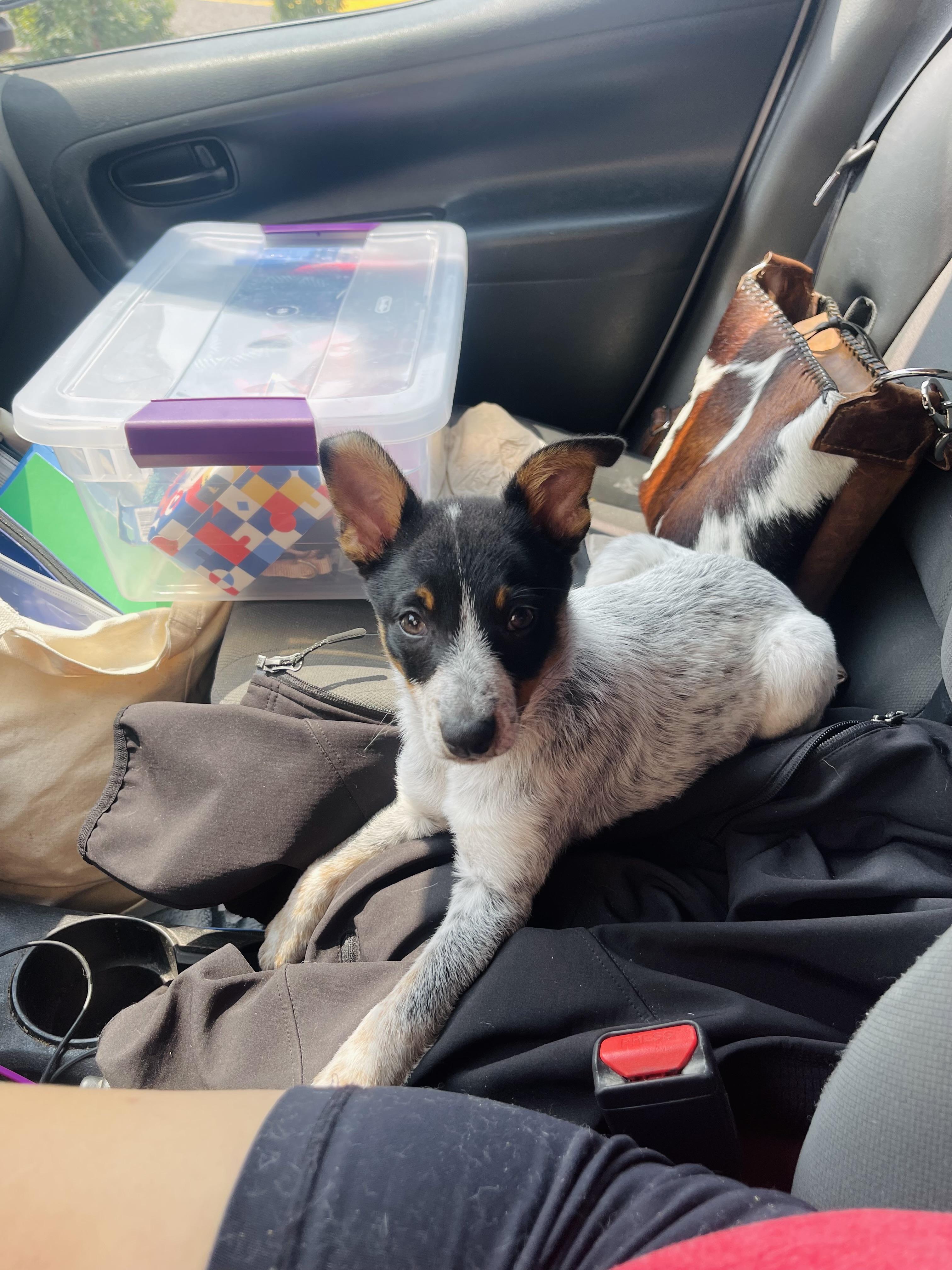Franklin, an adoptable Rat Terrier, Australian Cattle Dog / Blue Heeler in Winter, WI, 54896 | Photo Image 3