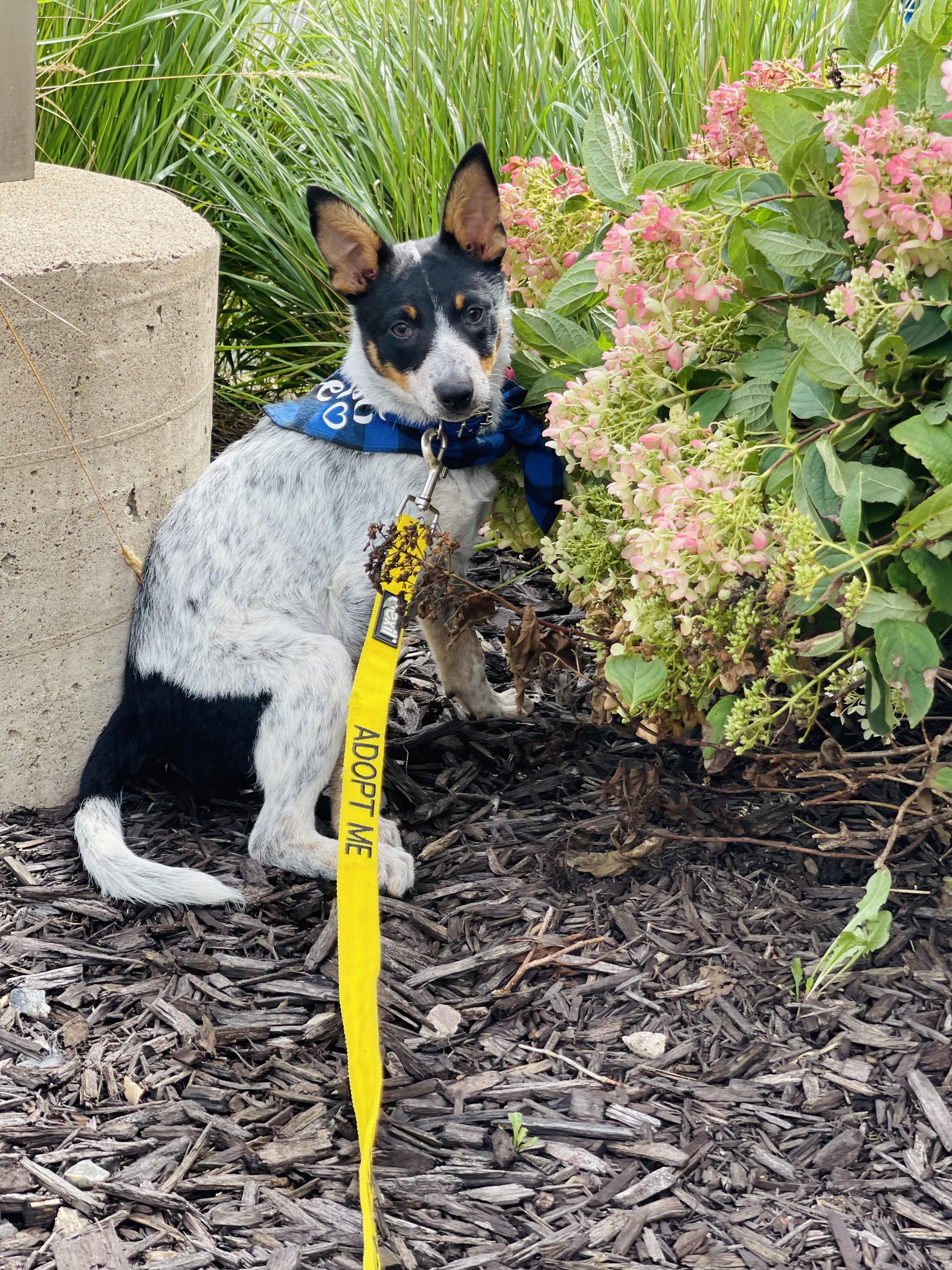 Franklin, an adoptable Australian Cattle Dog / Blue Heeler, Rat Terrier in Winter, WI, 54896 | Photo Image 1