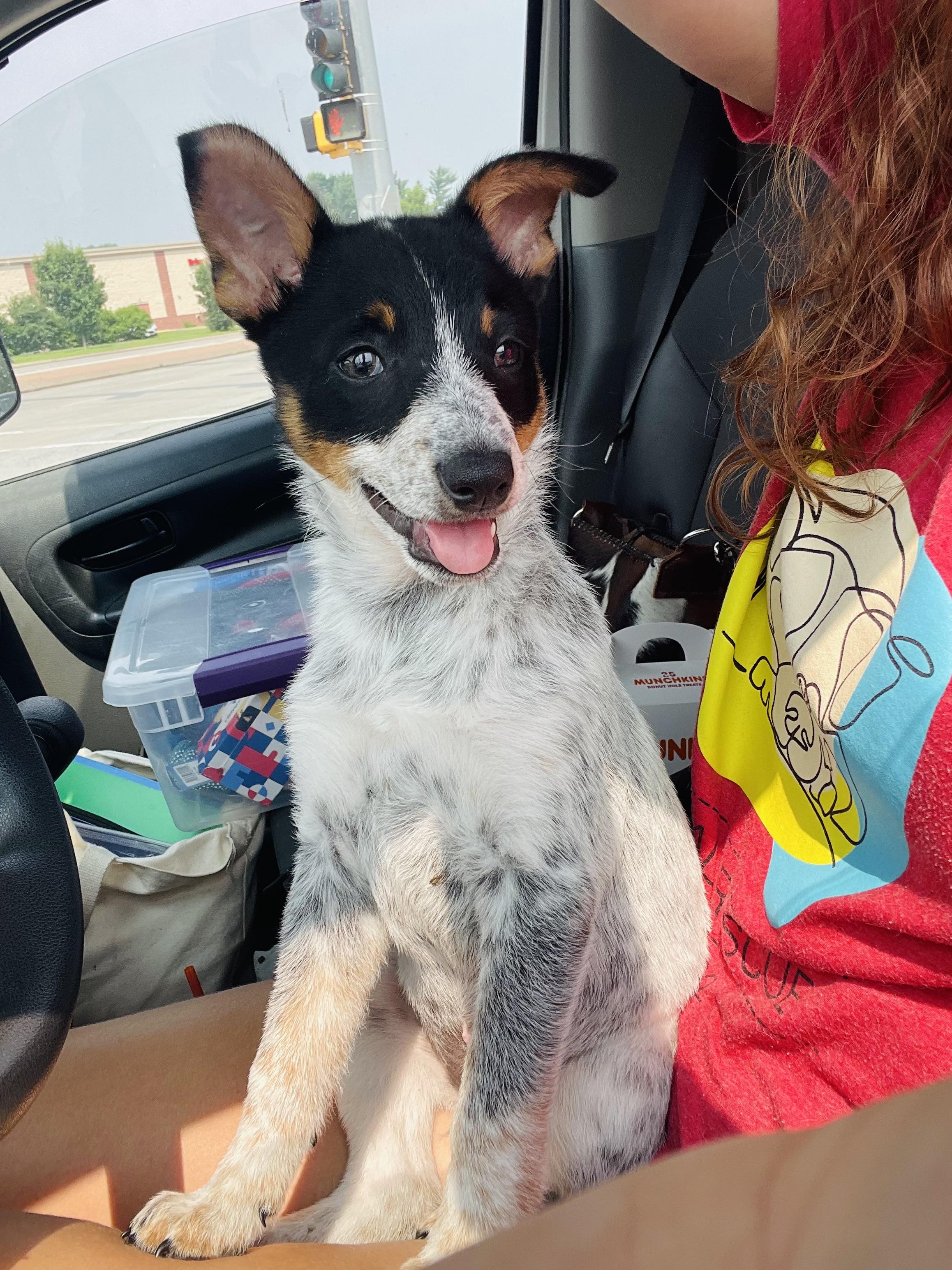 Franklin, an adoptable Rat Terrier, Australian Cattle Dog / Blue Heeler in Winter, WI, 54896 | Photo Image 1