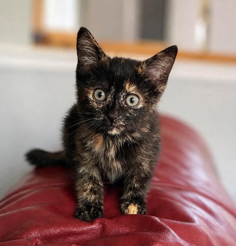 Enlarge Sassy, a Adopted Tortoiseshell in Knoxville, TN image 1/3