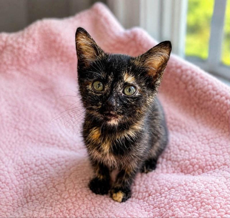 Enlarge Sassy, a Adopted Tortoiseshell in Knoxville, TN image 2/3