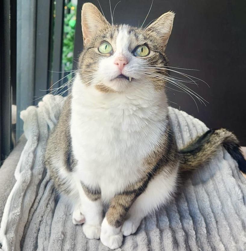 Momo, adoptable, Adult Female Tabby & Domestic Short Hair.