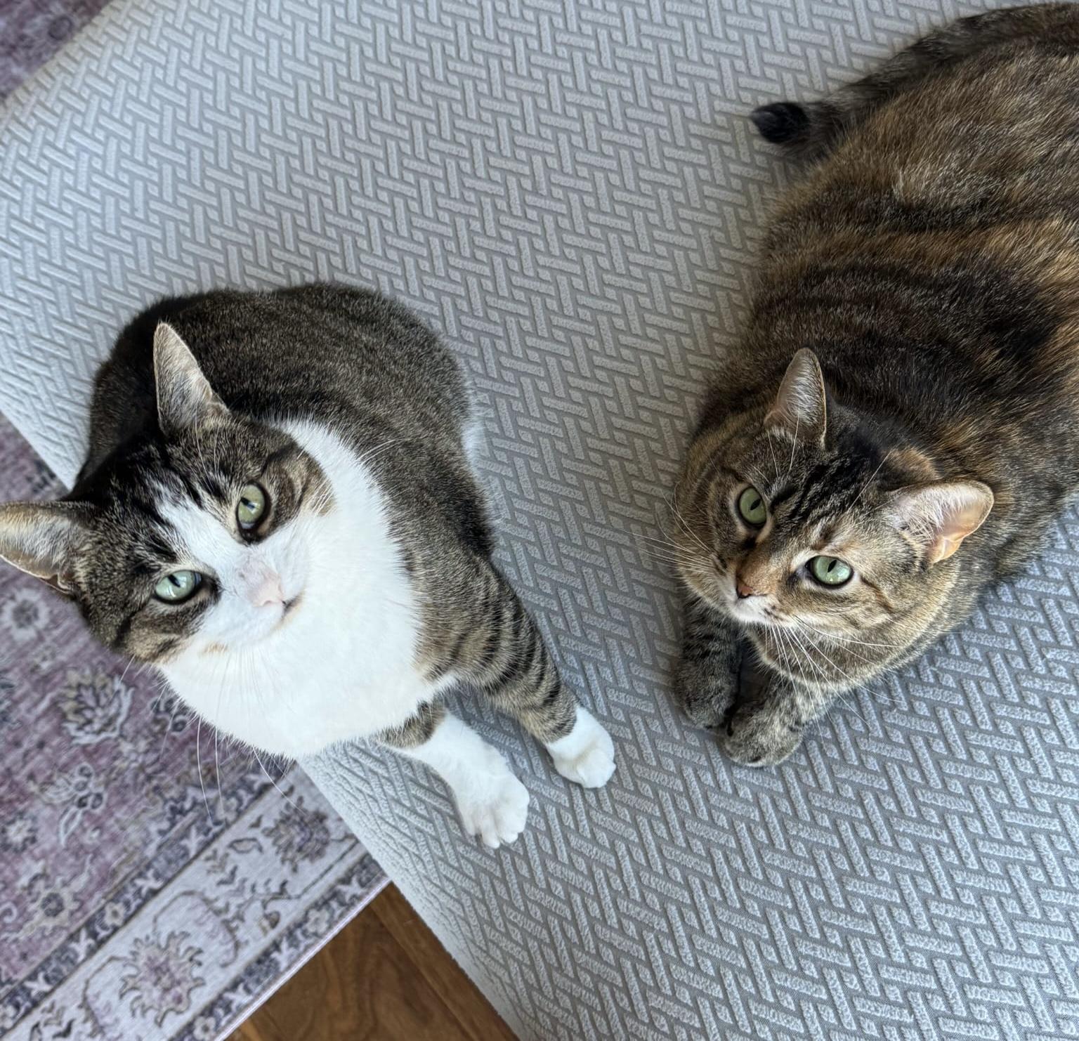 Momo, Adoptable, Adult Female Tabby & Domestic Short Hair.