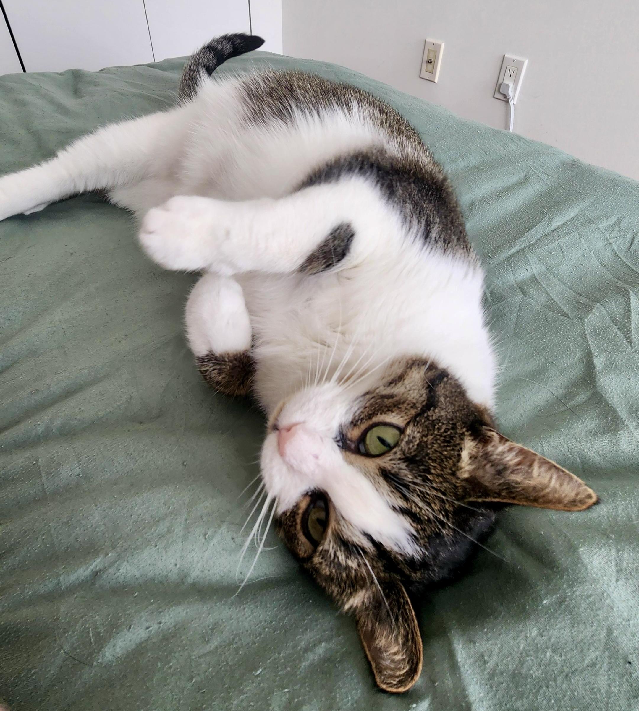 Momo, a Adoptable mixed breed in Toronto, ON image 3/6