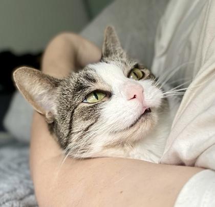 Momo, adoptable, Adult Female Tabby & Domestic Short Hair.