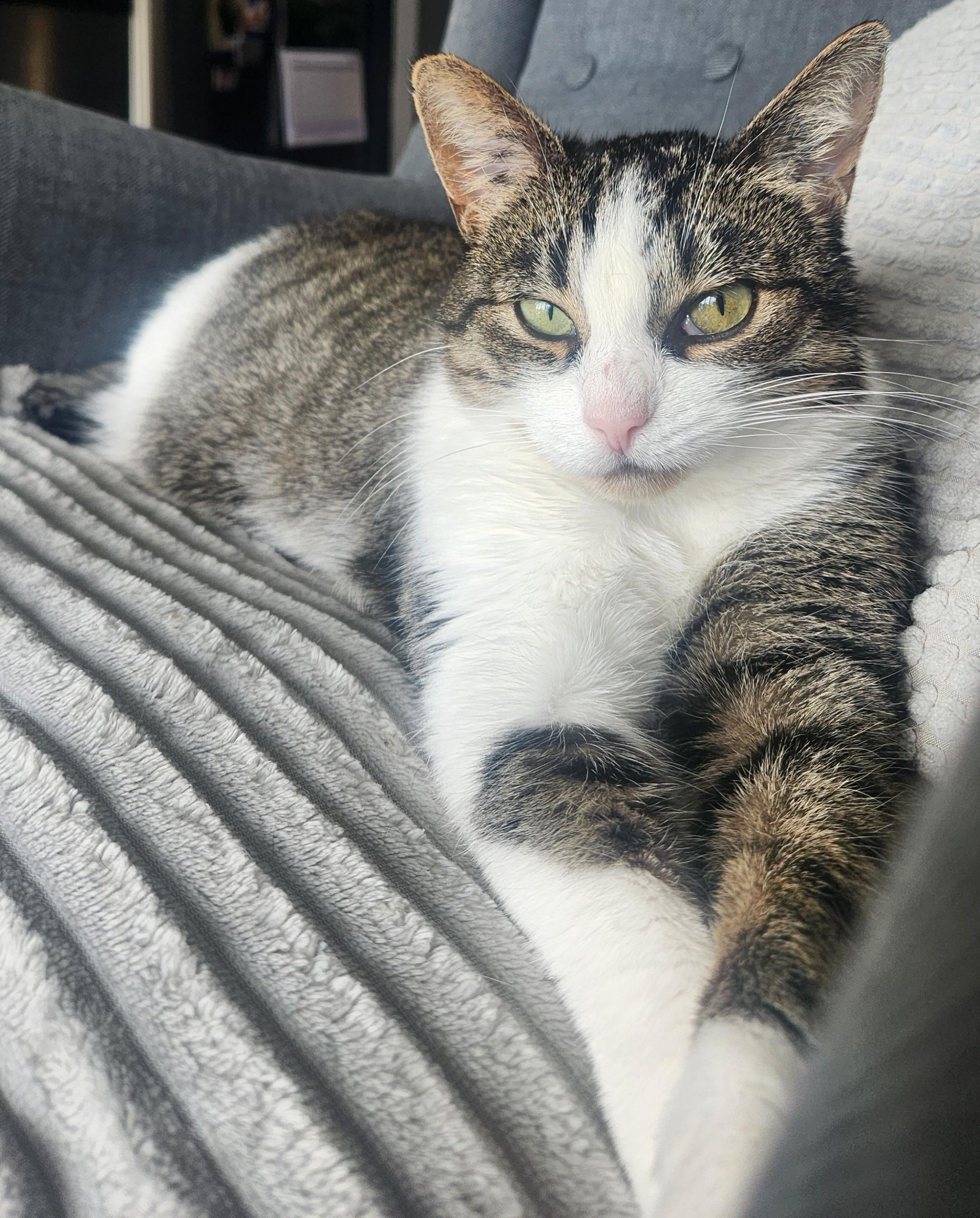 Momo, a Adoptable mixed breed in Toronto, ON image 5/6