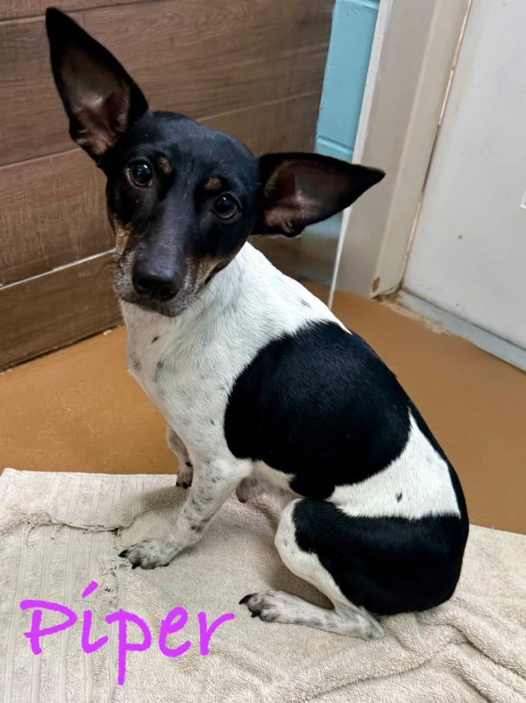 Enlarge Piper, a Adoptable Rat Terrier in Fort Pierce, FL image 1/1