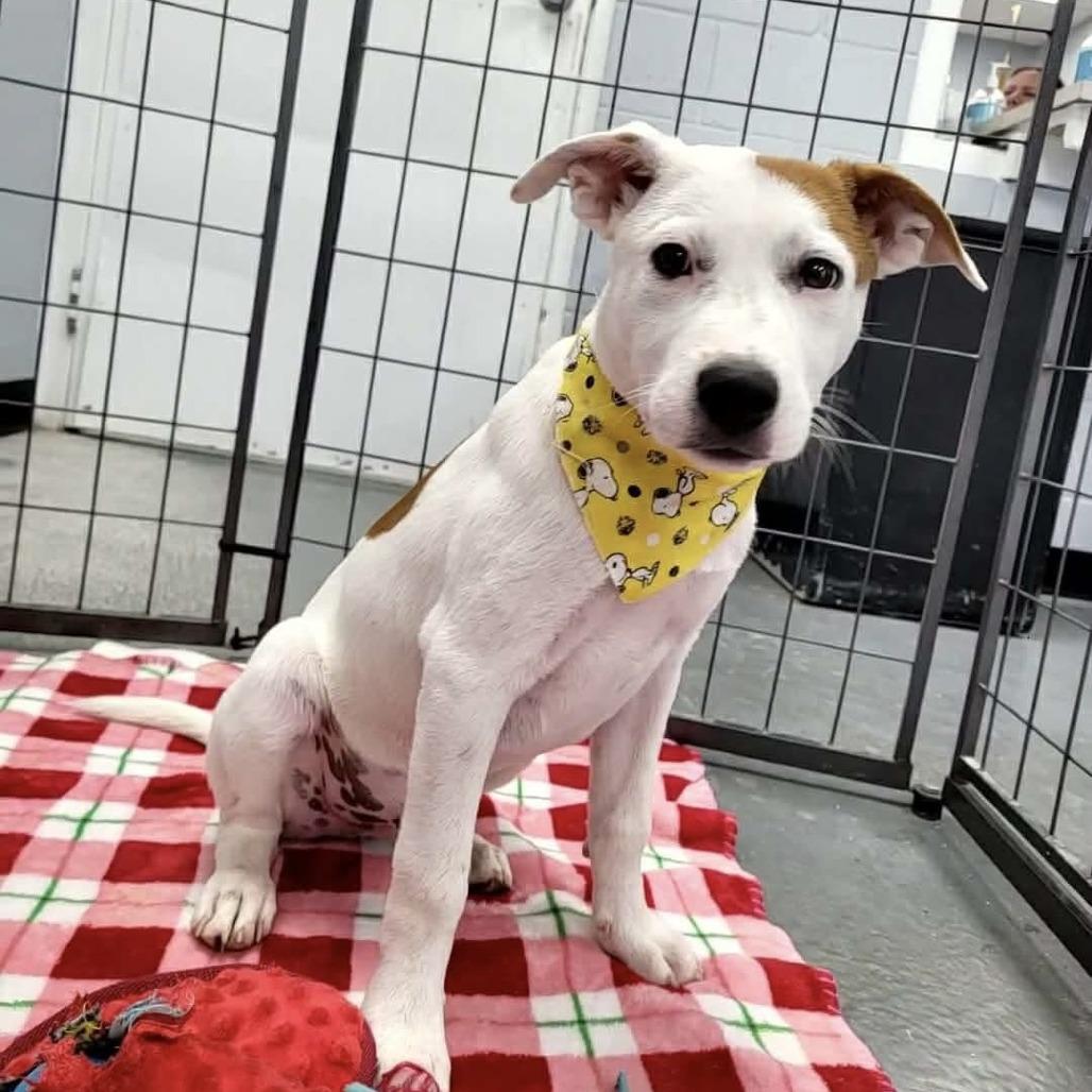 Tomato aka Ralpie, a Adoptable Mixed Breed in Duncan, OK image 1/6