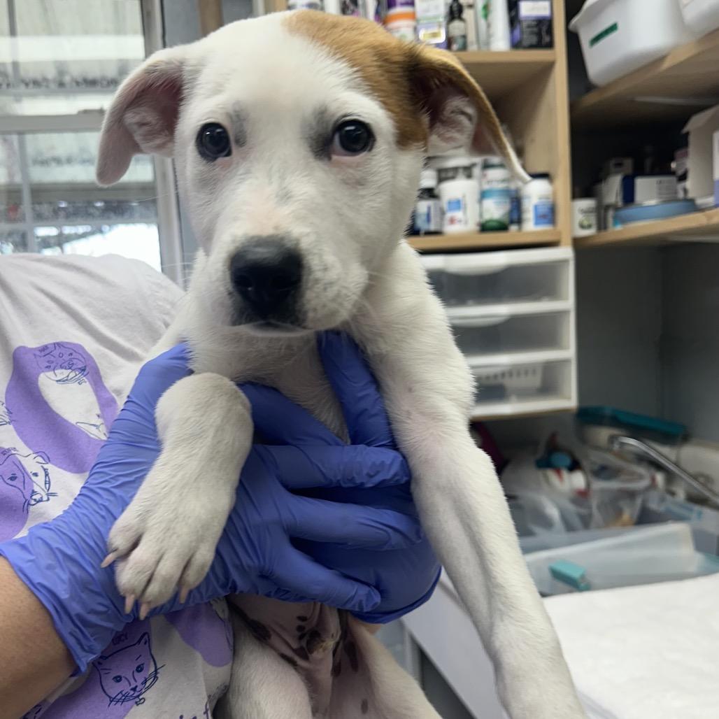 Tomato aka Ralpie, a Adoptable Mixed Breed in Duncan, OK image 2/6