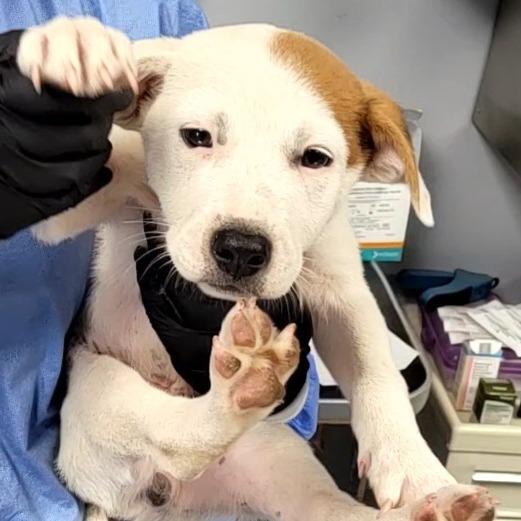 Tomato aka Ralpie, a Adoptable Mixed Breed in Duncan, OK image 3/6