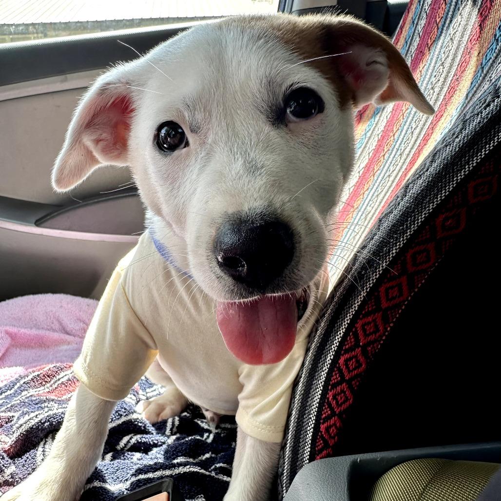 Tomato aka Ralpie, a Adoptable Mixed Breed in Duncan, OK image 4/6