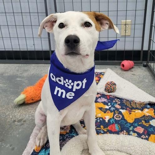Enlarge Tomato aka Ralpie, a Adoptable Mixed Breed in Duncan, OK image 4/6