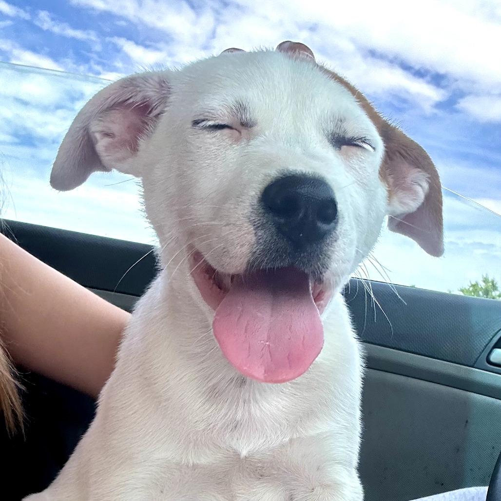 Tomato aka Ralpie, a Adoptable Mixed Breed in Duncan, OK image 5/6