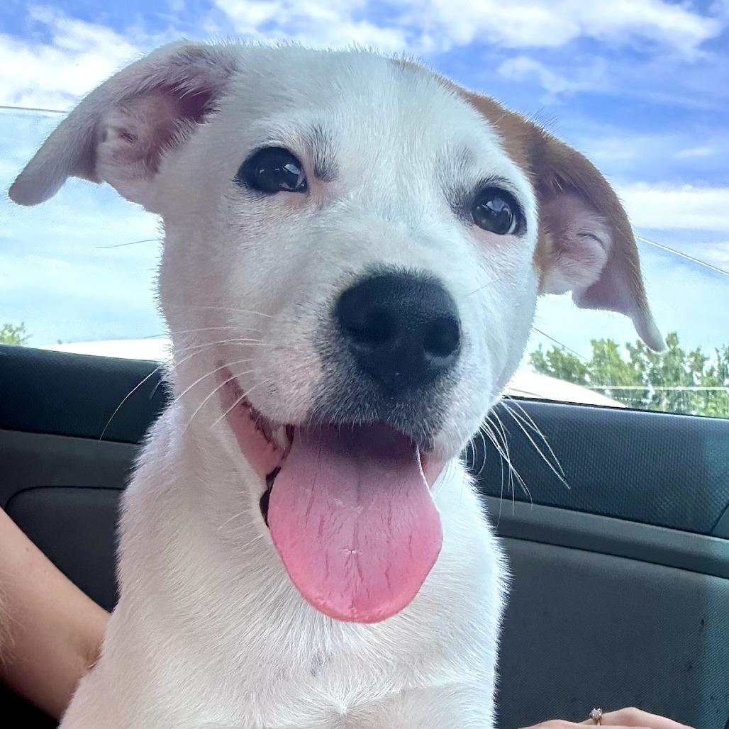 Tomato aka Ralpie, a Adoptable Mixed Breed in Duncan, OK image 6/6