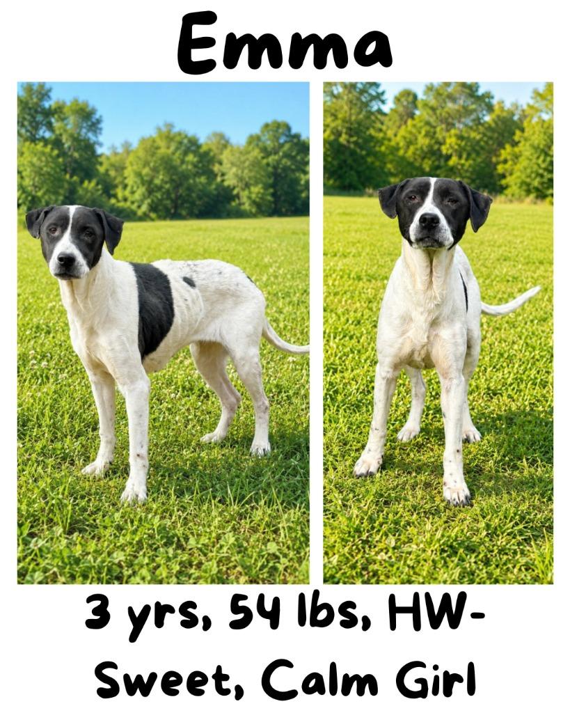 Emma, Adoptable, Adult Female Mixed Breed.