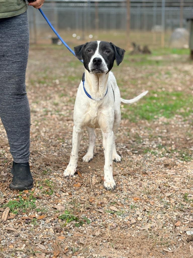 Emma, Adoptable, Adult Female Mixed Breed.