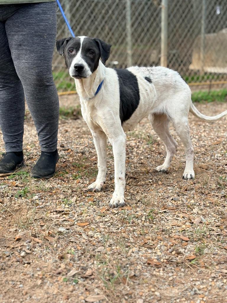 Emma, a Adoptable mixed breed in Albany, GA image 2/3