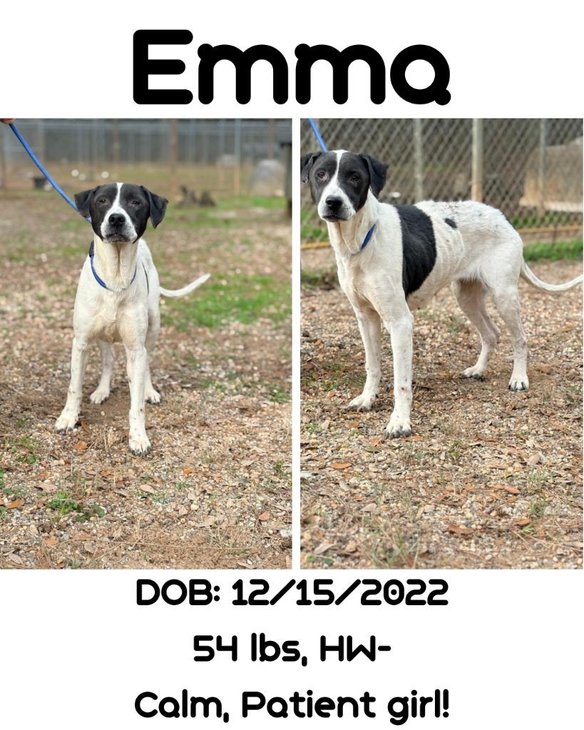 Enlarge Emma, a Adoptable mixed breed in Albany, GA image 3/3