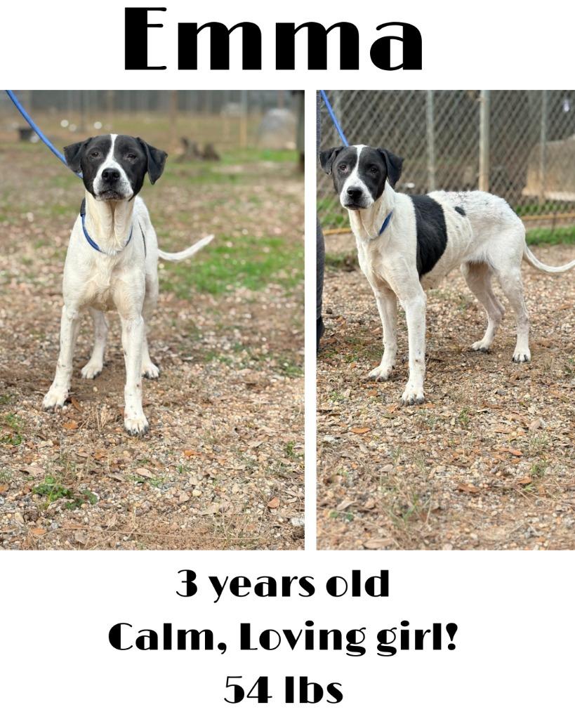 Emma, a Adoptable mixed breed in Albany, GA image 3/3