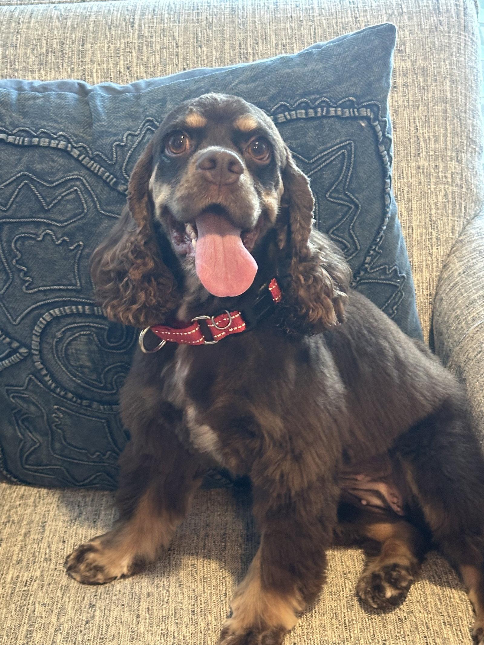 Georgia, Adoptable, Adult Female Cocker Spaniel.
