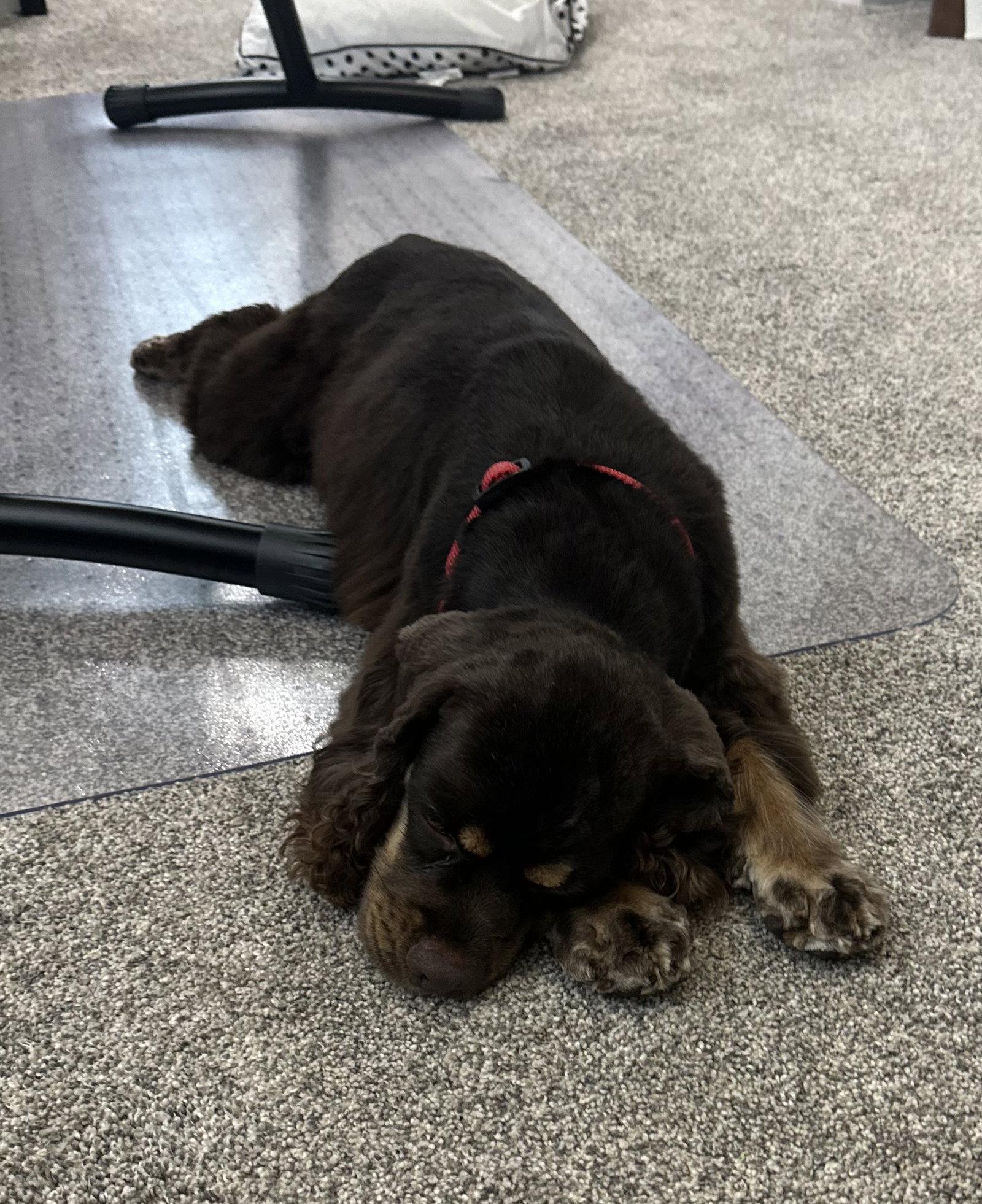 Enlarge Georgia, a Adoptable Cocker Spaniel in Columbia, MD image 2/3
