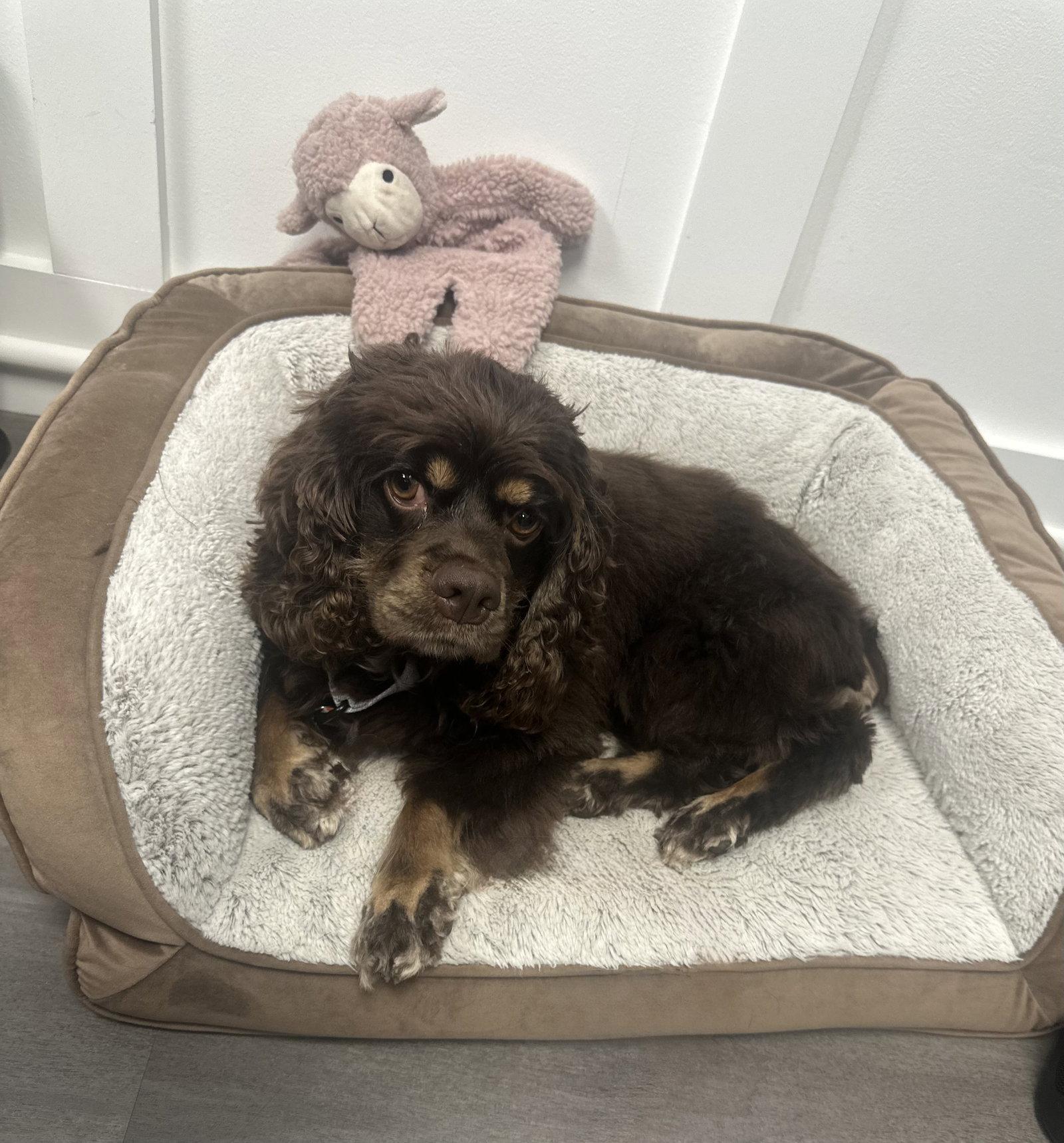 Enlarge Georgia, a Adoptable Cocker Spaniel in Columbia, MD image 3/3
