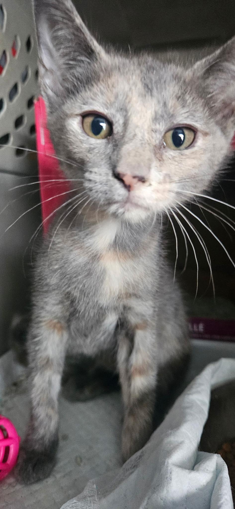 Enlarge Cesarea WA14072-T, a Adoptable mixed breed in Bellevue, WA image 1/3