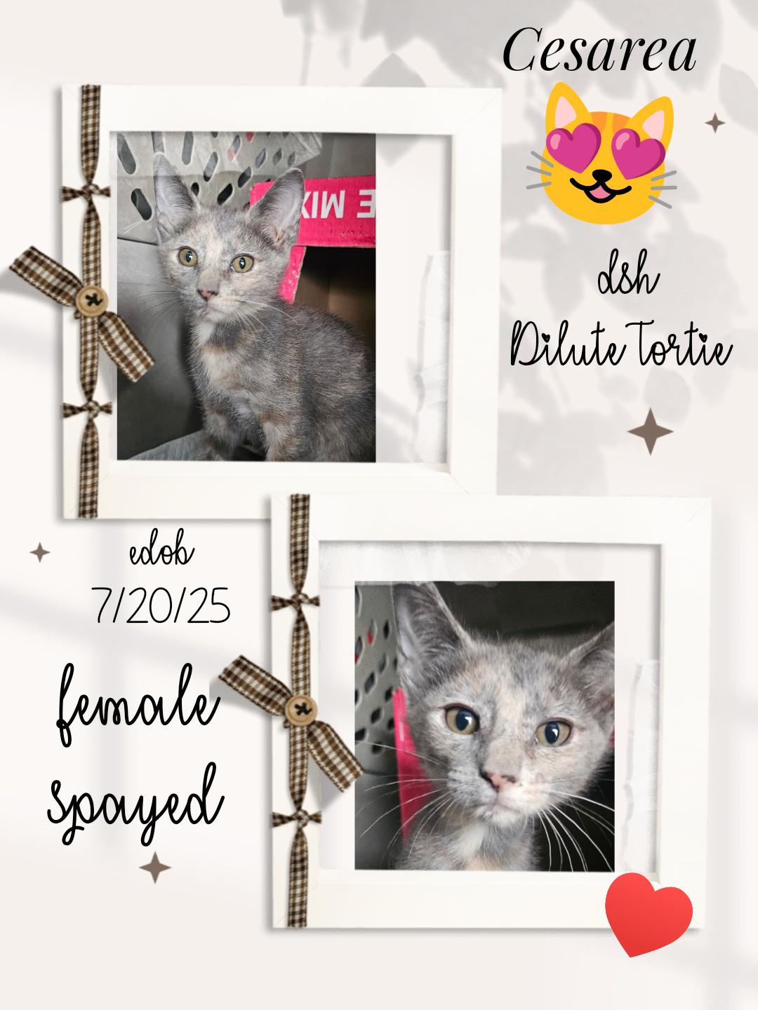 Enlarge Cesarea WA14072-T, a Adoptable mixed breed in Bellevue, WA image 2/3