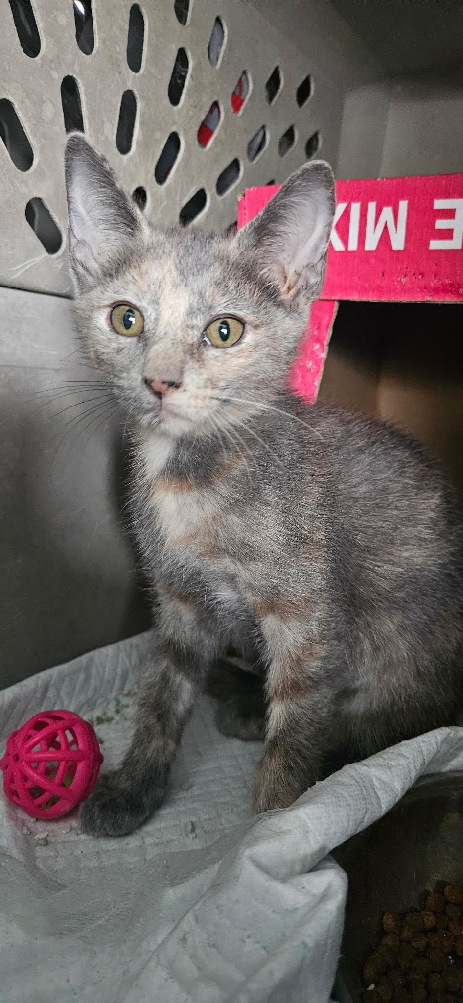 Enlarge Cesarea WA14072-T, a Adoptable mixed breed in Bellevue, WA image 3/3