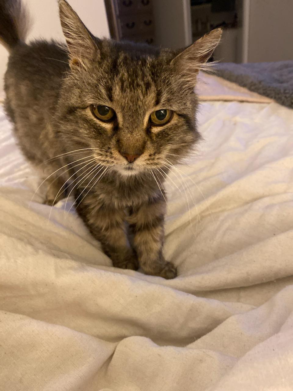 Sugar Plum, an adoptable Domestic Medium Hair in El Dorado Hills, CA, 95762 | Photo Image 4