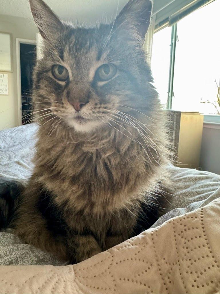 Sugar Plum, an adoptable Domestic Medium Hair in El Dorado Hills, CA, 95762 | Photo Image 1