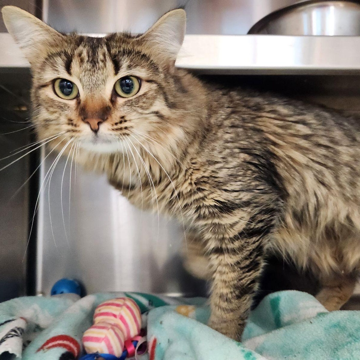 Lace, a ADOPTABLE Domestic Long Hair in Liberty, MO image 2/2
