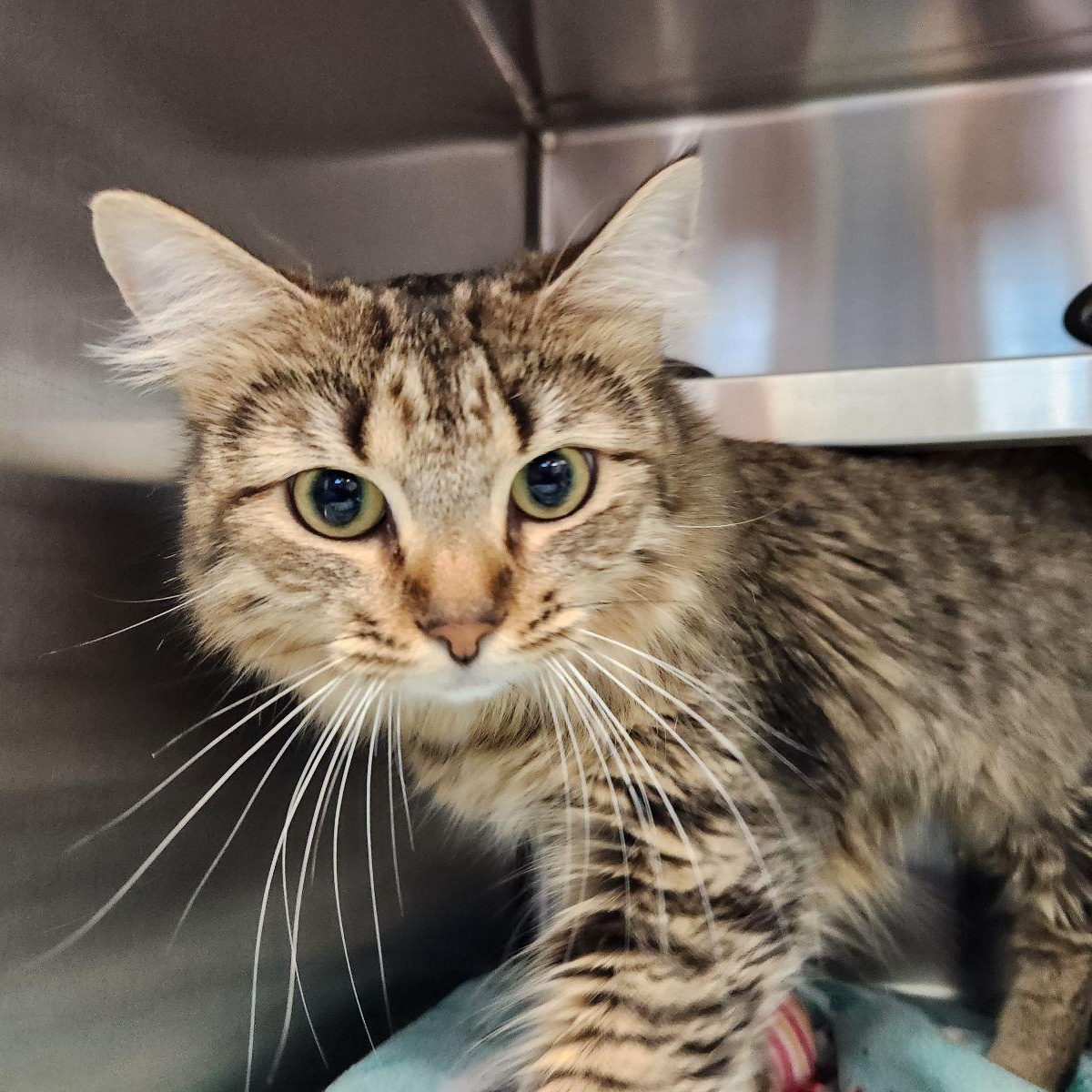 Lace, a ADOPTABLE Domestic Long Hair in Liberty, MO image 1/2