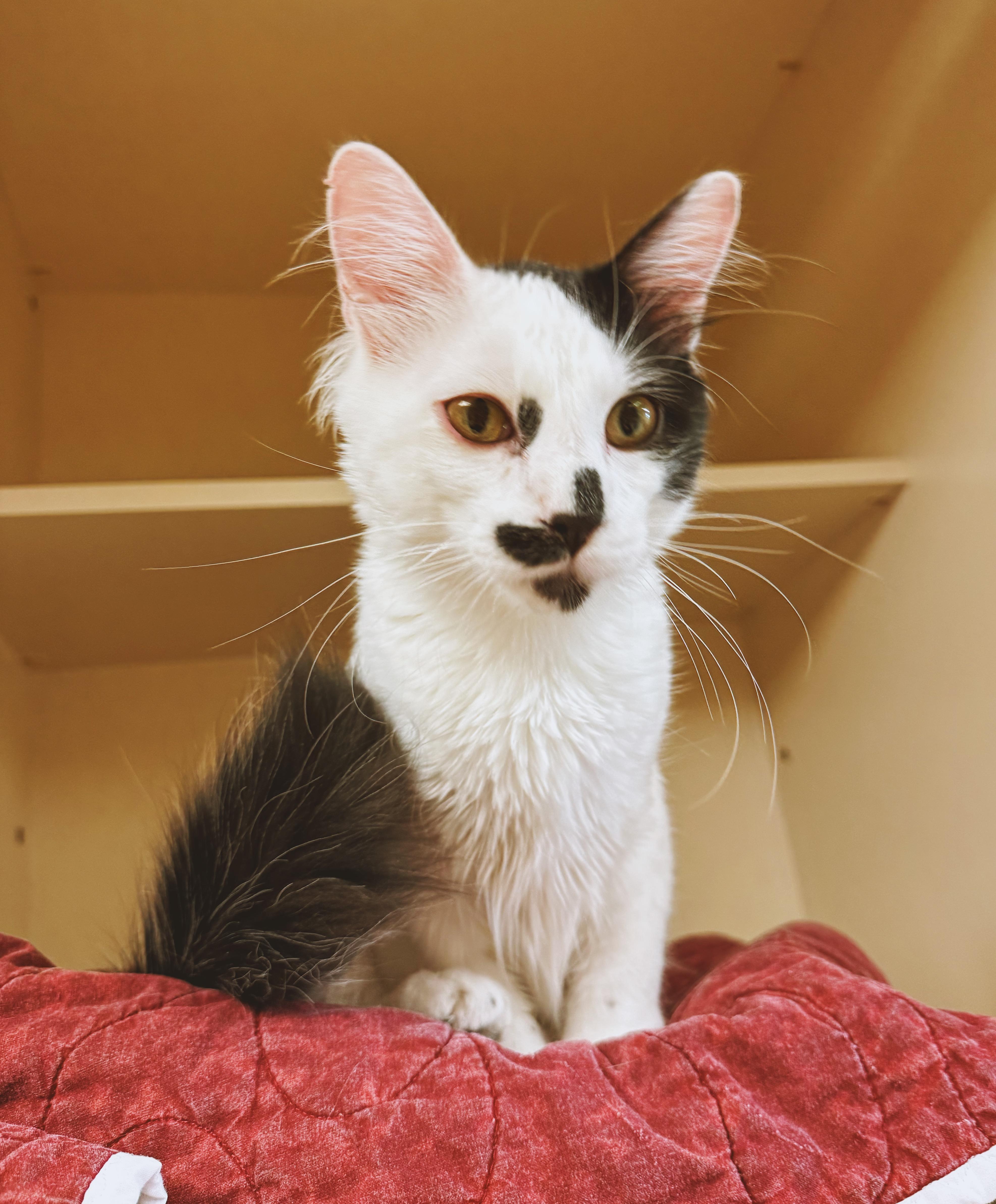 Enlarge Oreo, an adopted Domestic Medium Hair in Hays, KS image 1/6