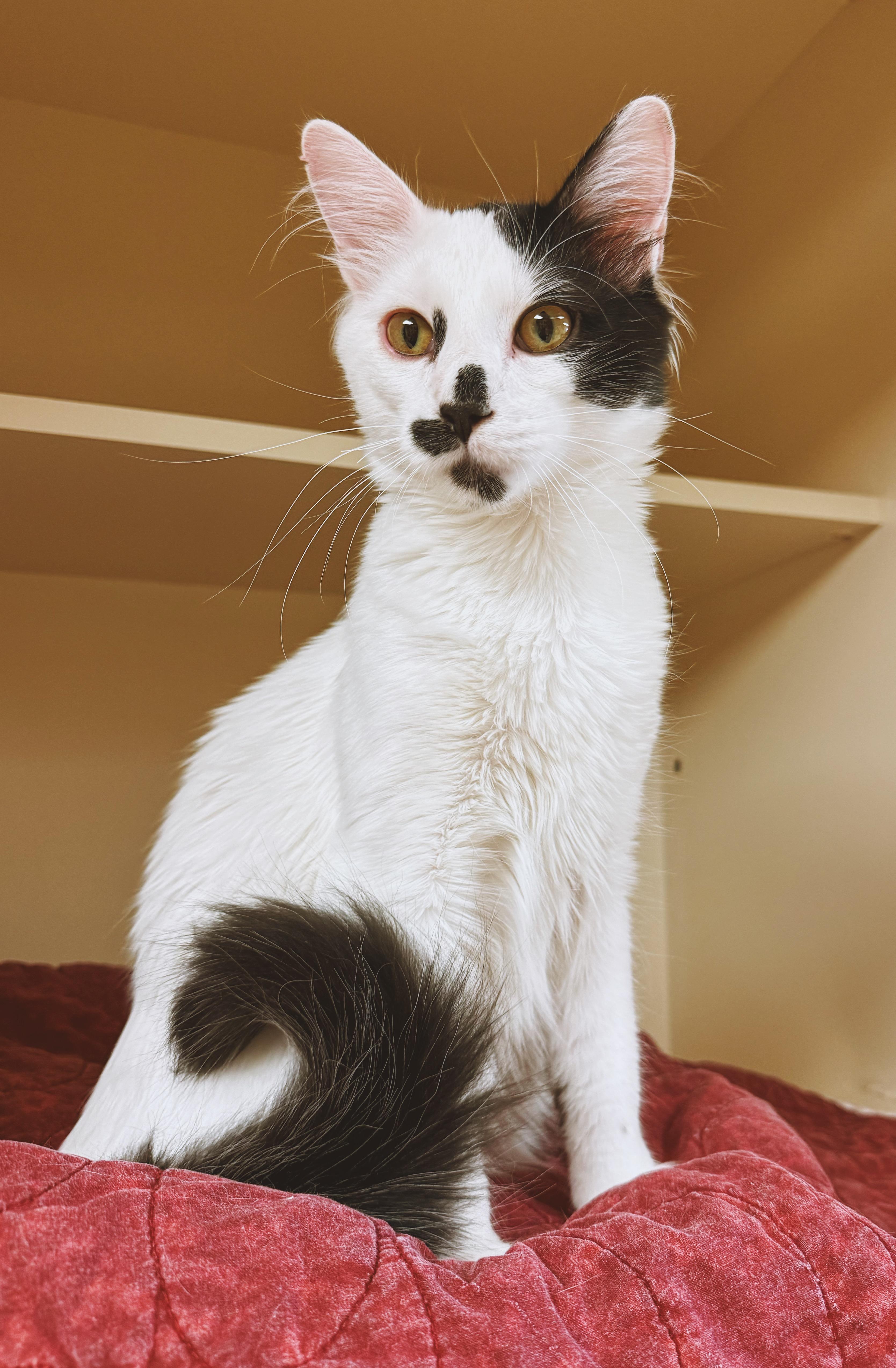 Enlarge Oreo, an adopted Domestic Medium Hair in Hays, KS image 5/6