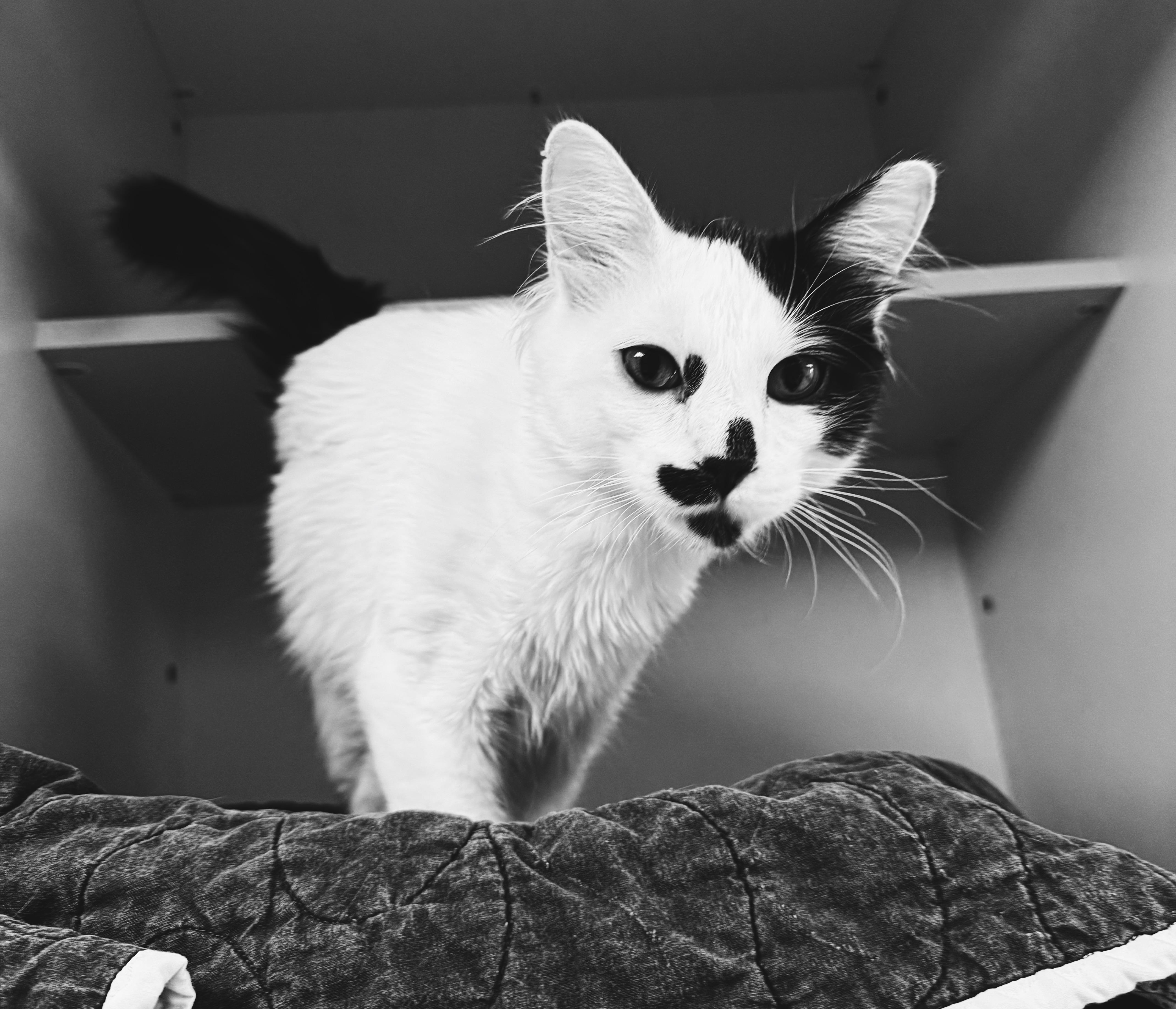 Enlarge Oreo, an adopted Domestic Medium Hair in Hays, KS image 4/6