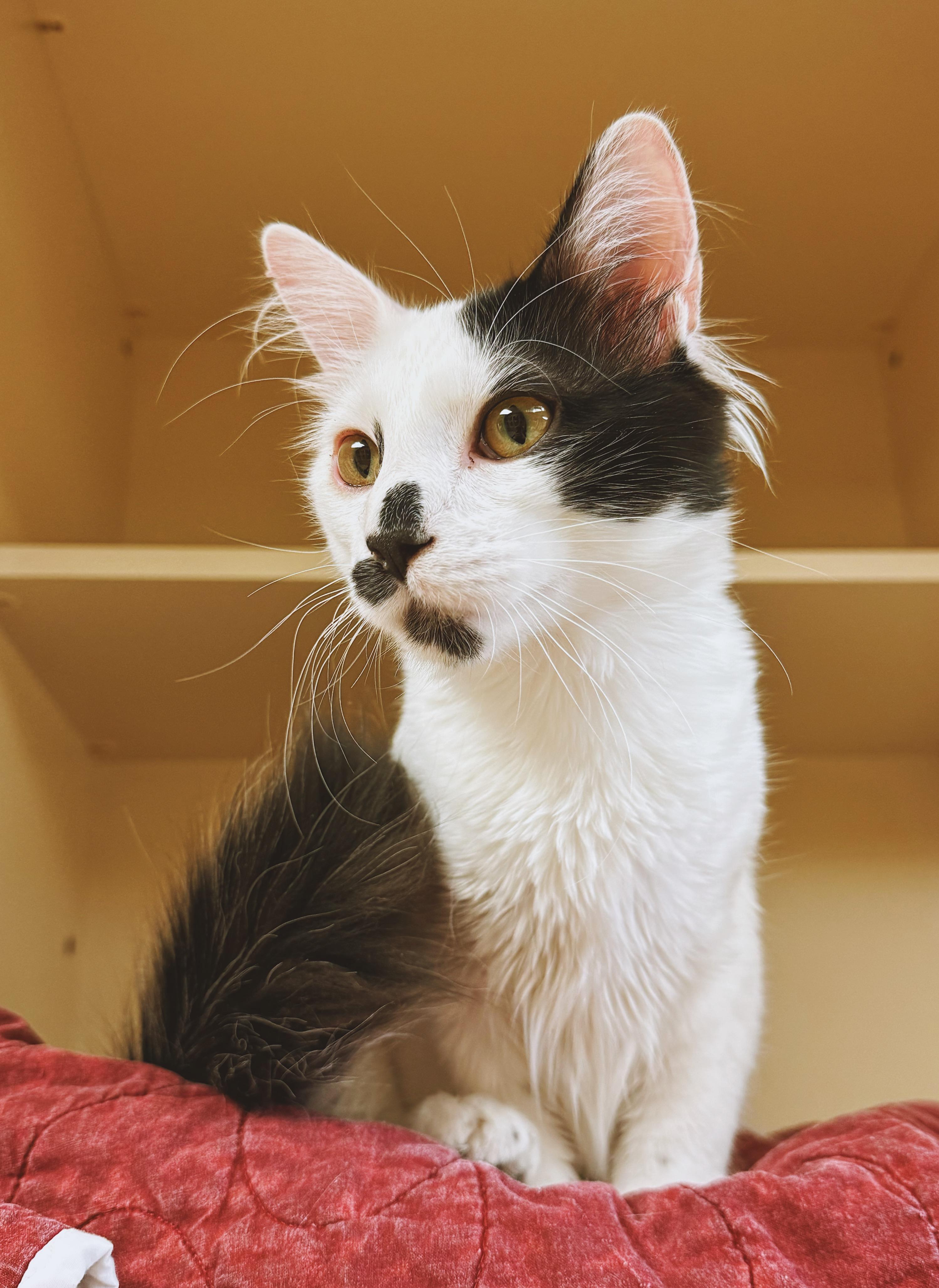 Enlarge Oreo, an adopted Domestic Medium Hair in Hays, KS image 2/6