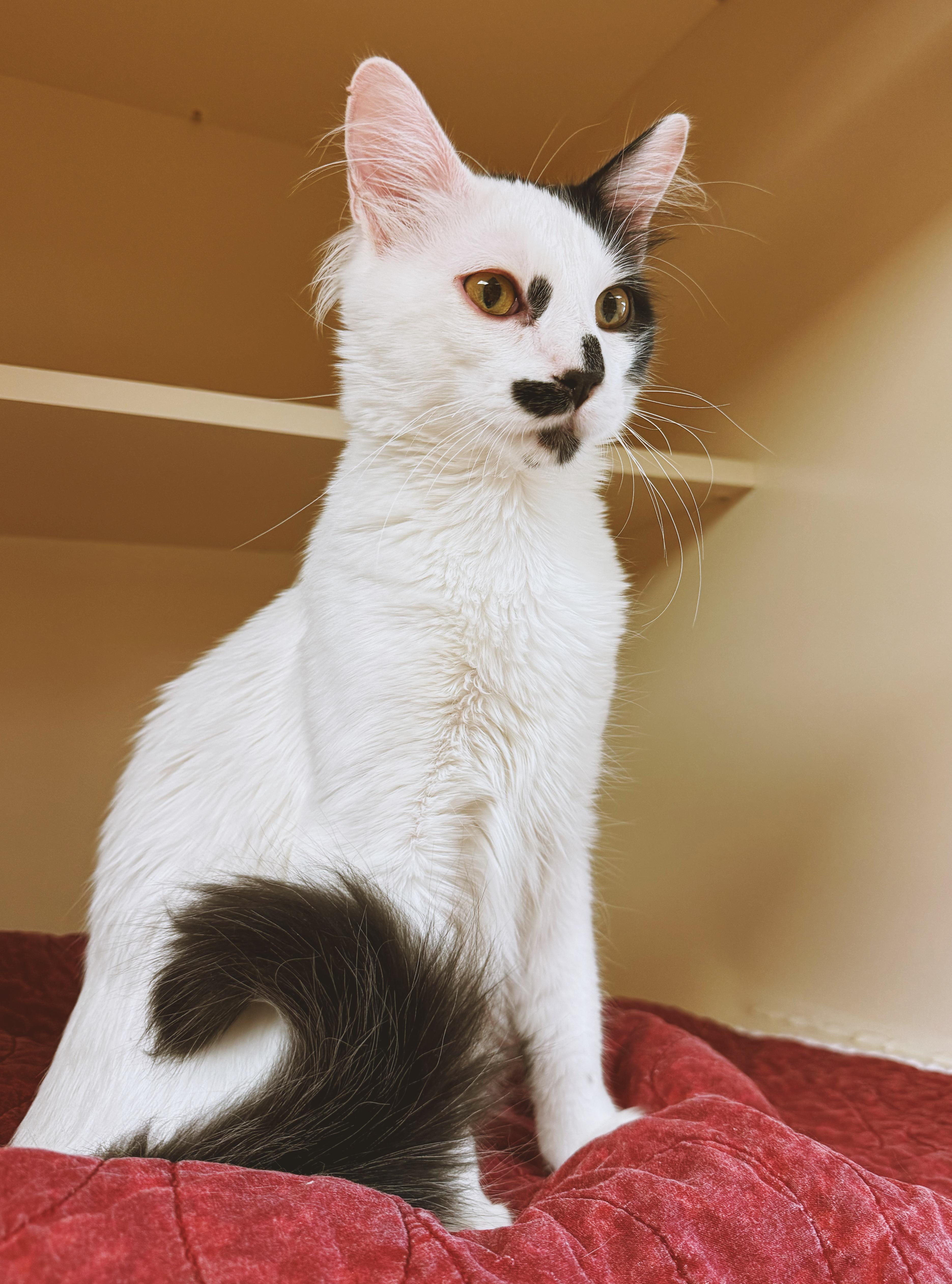 Enlarge Oreo, an adopted Domestic Medium Hair in Hays, KS image 3/6