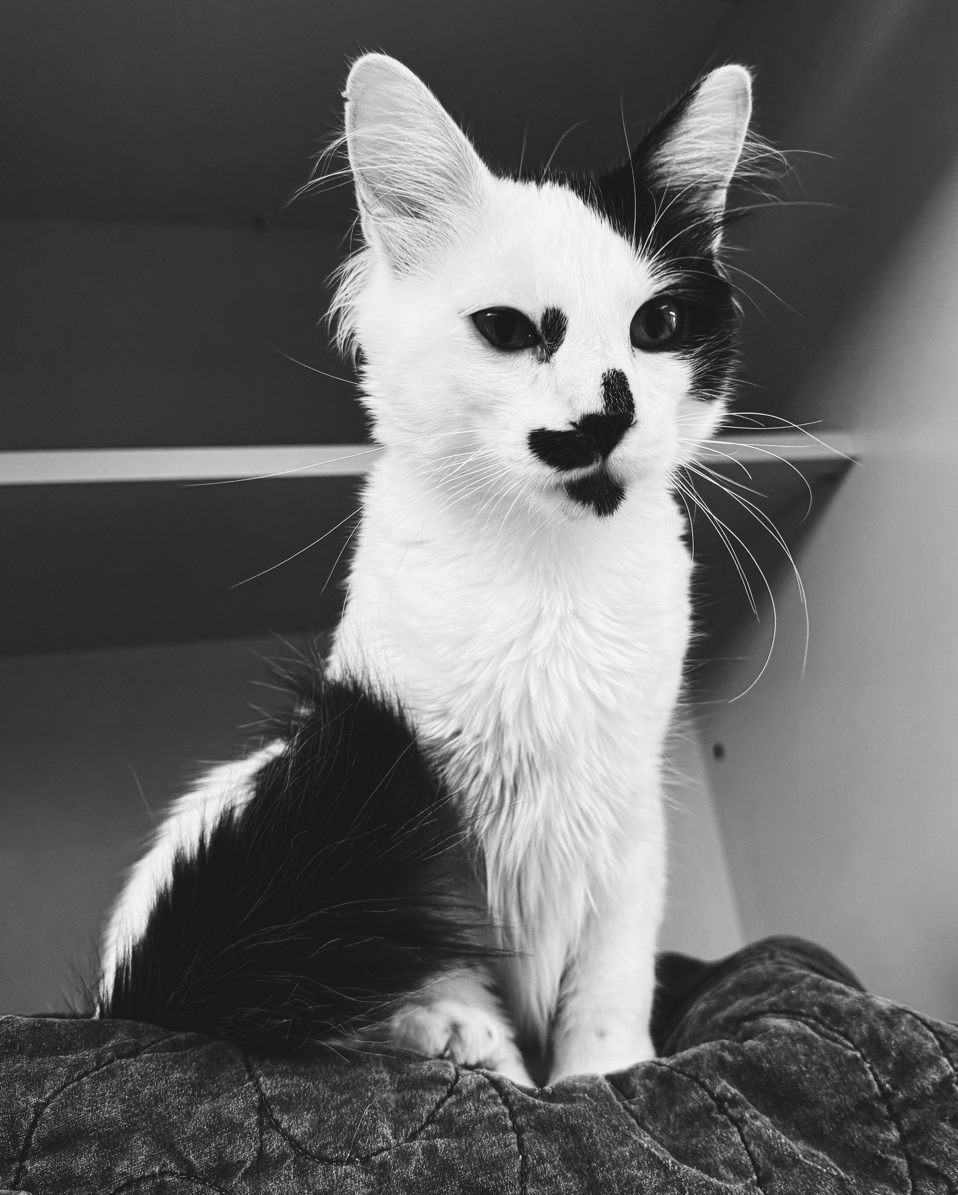 Enlarge Oreo, an adopted Domestic Medium Hair in Hays, KS image 6/6