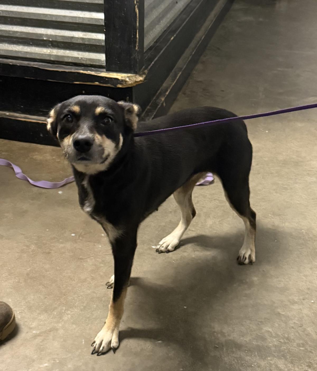 Susan, Adoptable, Young Male Chihuahua.