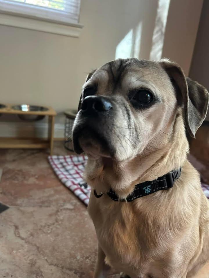 Diesel St. Marys, a Adoptable Puggle in Waldorf, MD image 3/5