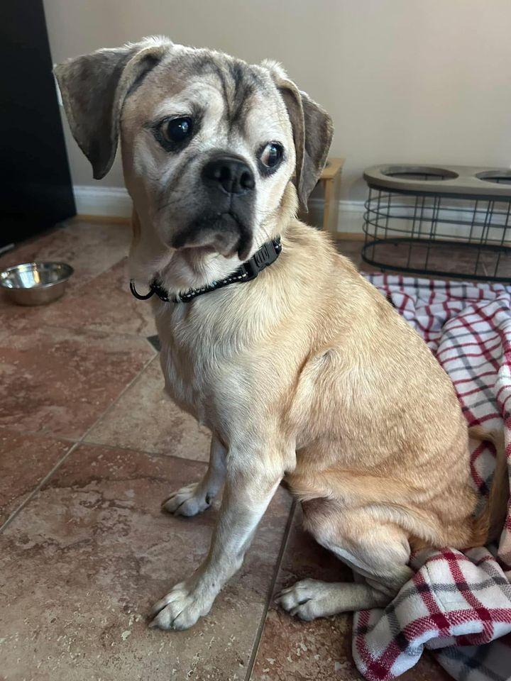 Diesel St. Marys, a Adoptable Puggle in Waldorf, MD image 4/5