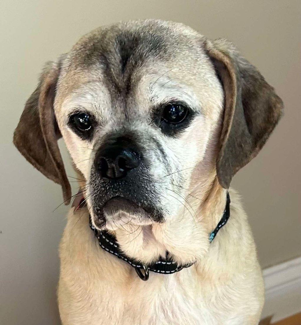 Diesel St. Marys, Adult Male unknown