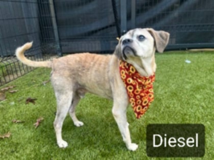 Diesel St. Marys photo 2
